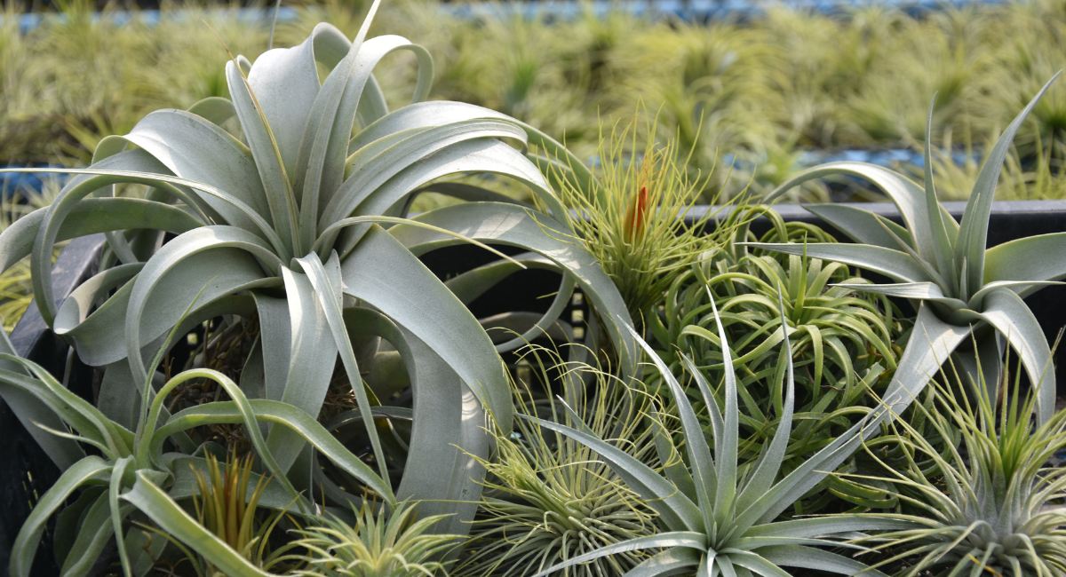 How to grow tillandsia
