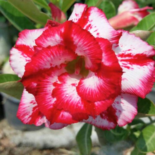 Adenium