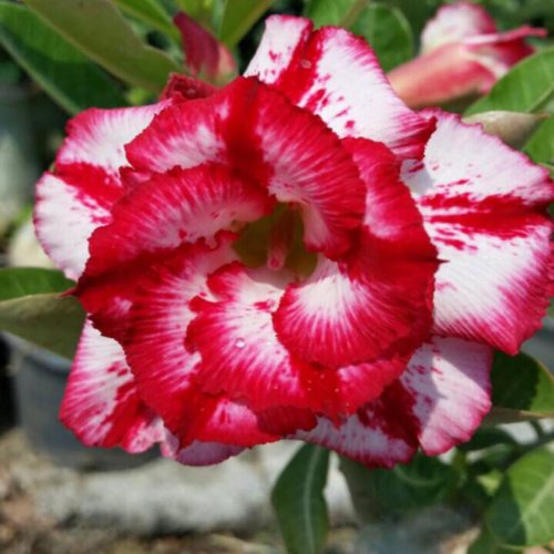 Adenium Big Harry