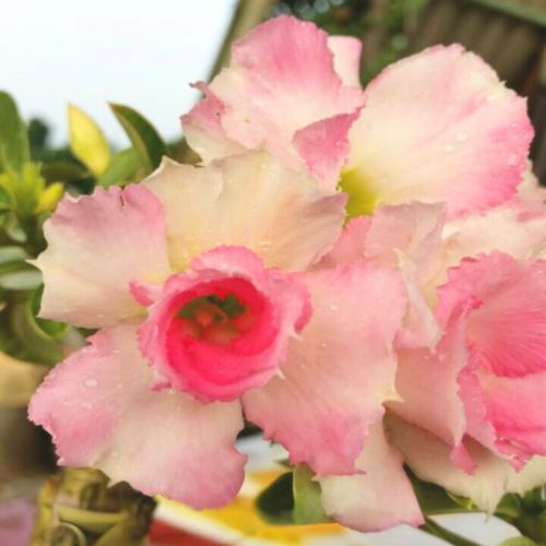 Adenium Mit Teen