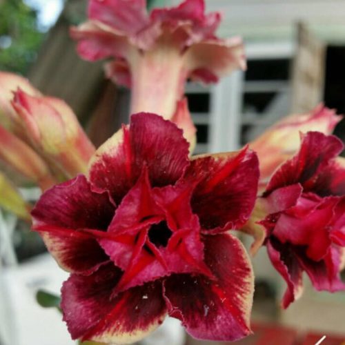 Adenium Muang Sak Da Son