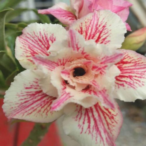 Adenium Saai Faa