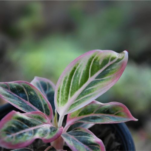 Aglaonema