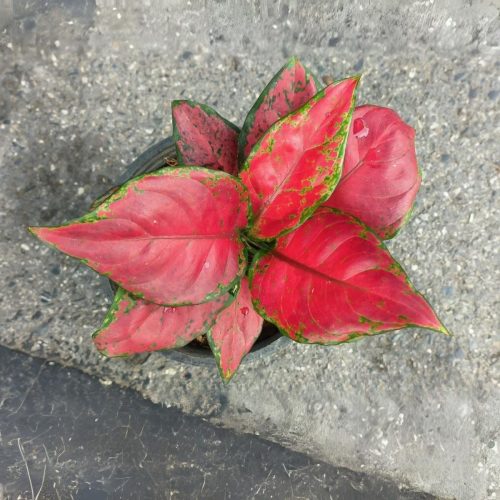 Aglaonema anyamanee sapchaosua