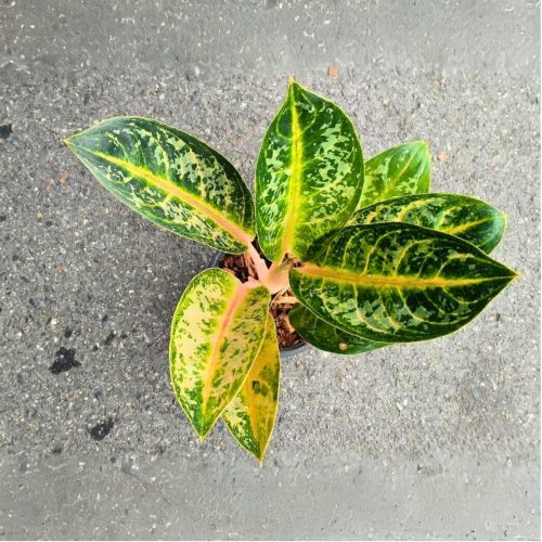 Aglaonema chat mongkon