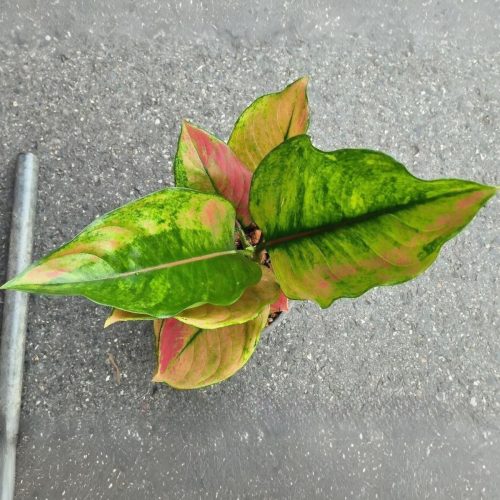 Aglaonema red heng heng