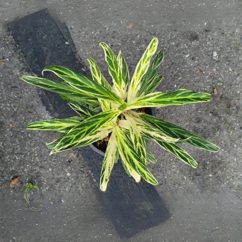 Aglaonema settee baikhaw
