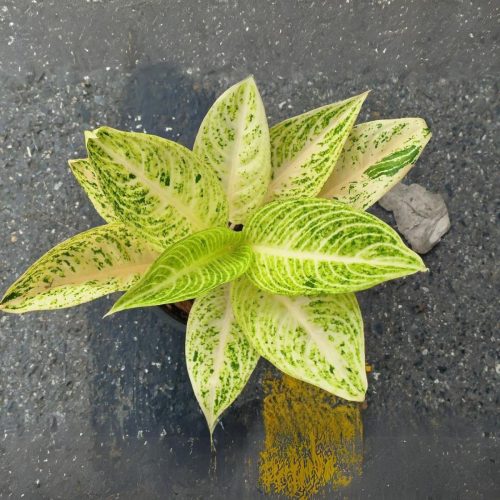 Aglaonema white legacy