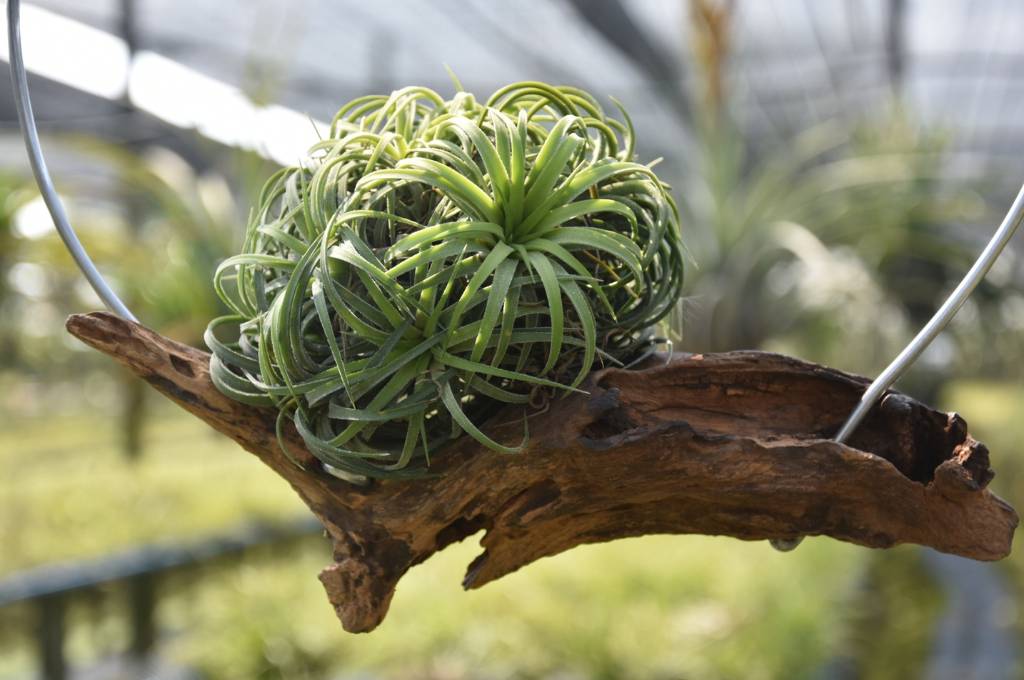 Air Plant Display Tiillandsia