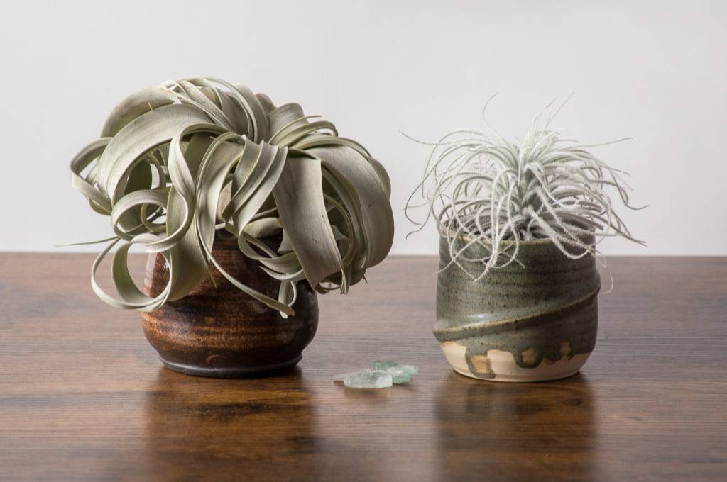 Air Plant Display Tiillandsia