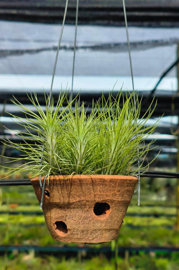 Air Plant Display Tiillandsia