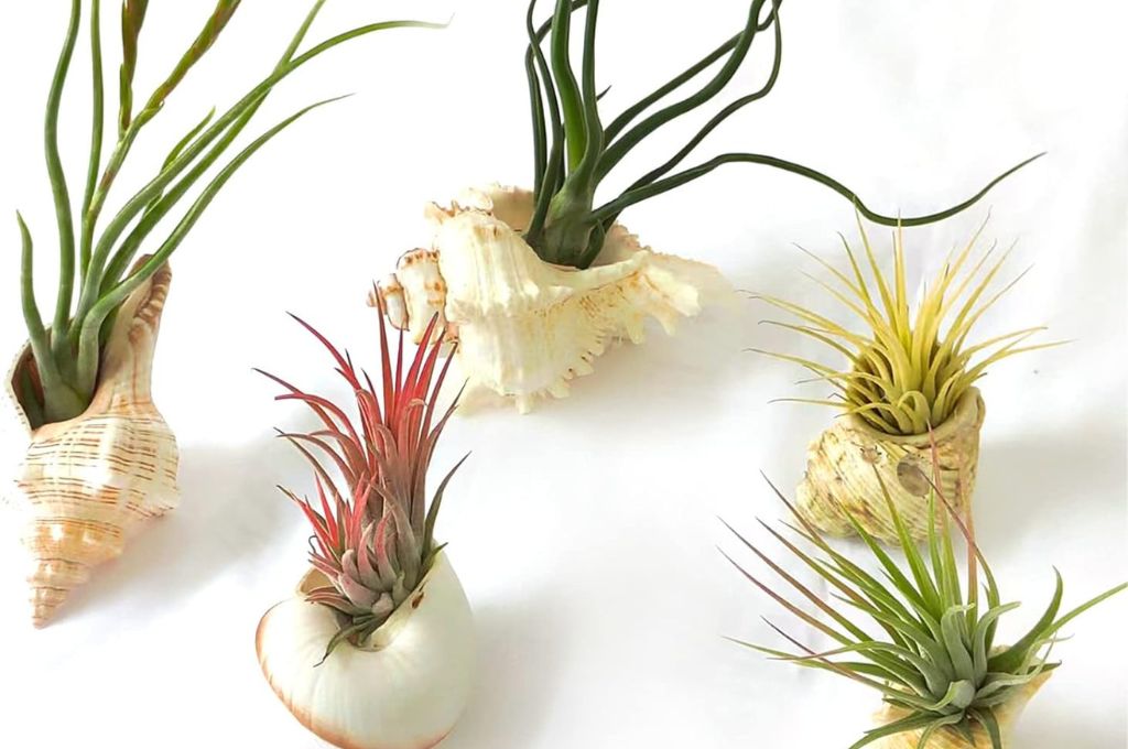 Air Plant Display Tiillandsia