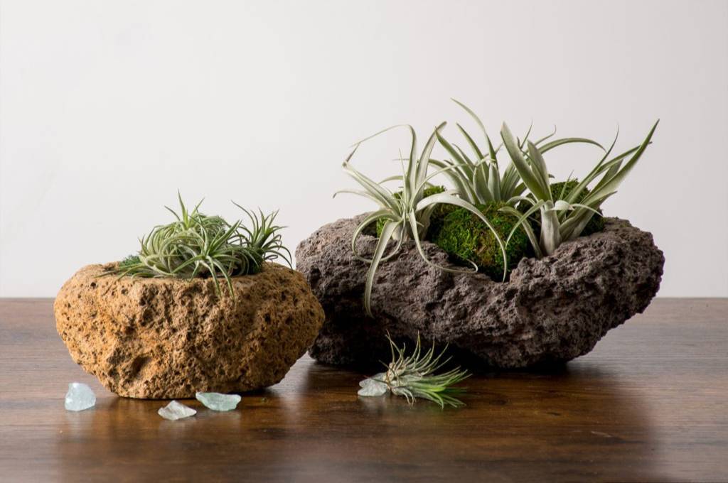 Air Plant Display Tiillandsia