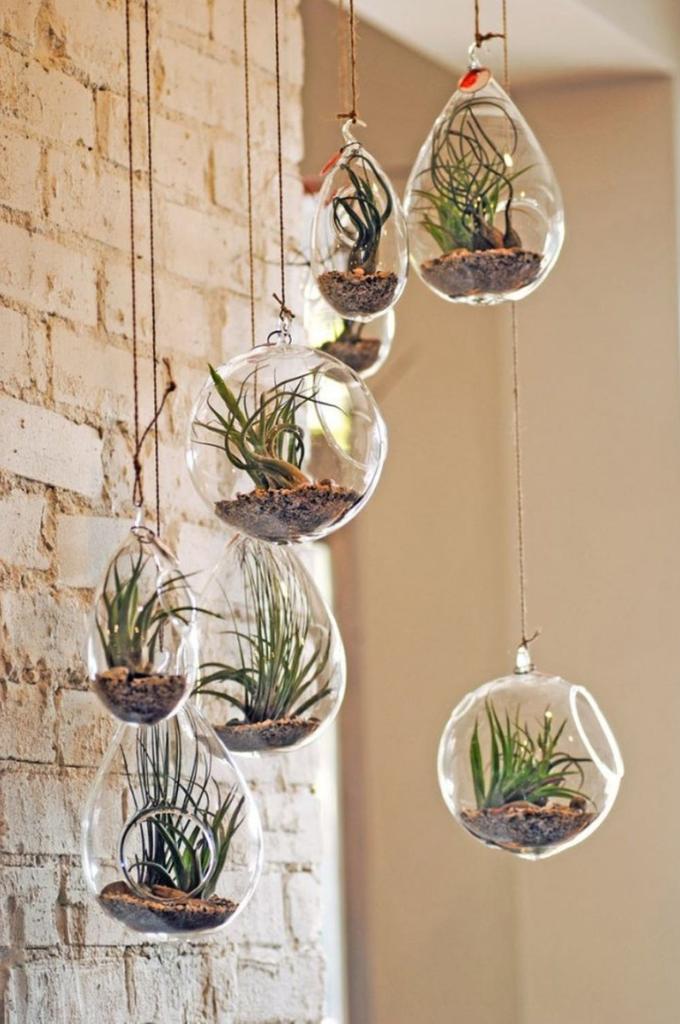 Air Plant Display Tiillandsia