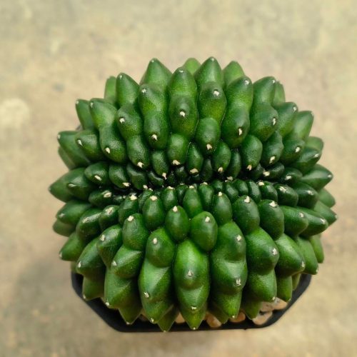 Gymnocalycium mihanovichii cristata thornless