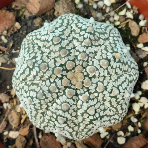 Astrophytum asterias cv.  super kabuto