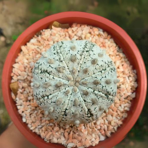 Astrophytum asterias cv.  super kabuto snow type