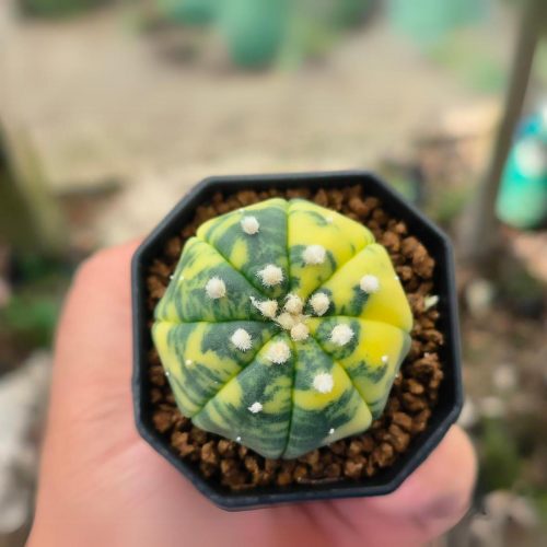 Astrophytum asterias variegated