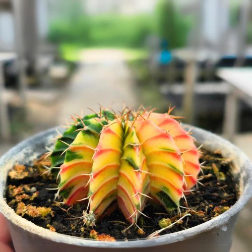 Gymnocalycium mihanovichii LB2178 variegated
