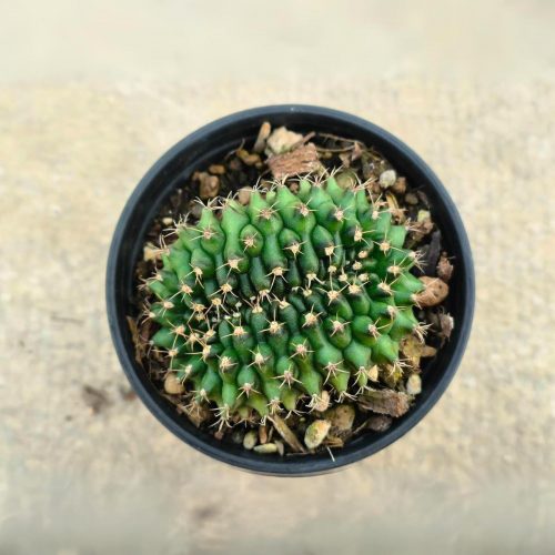 Gymnocalycium mihanovichii crist