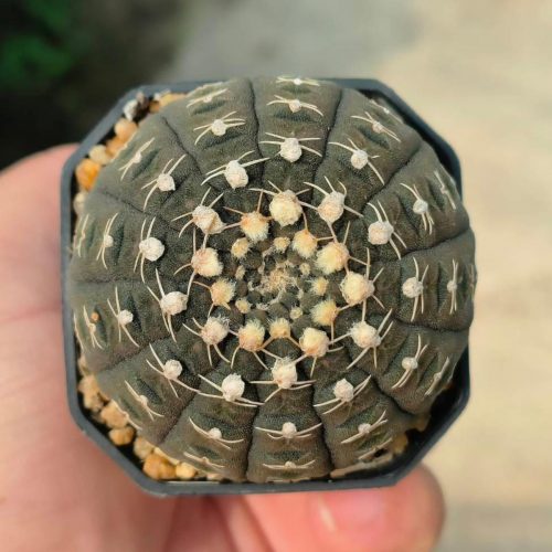 Gymnocalycium ragonesei