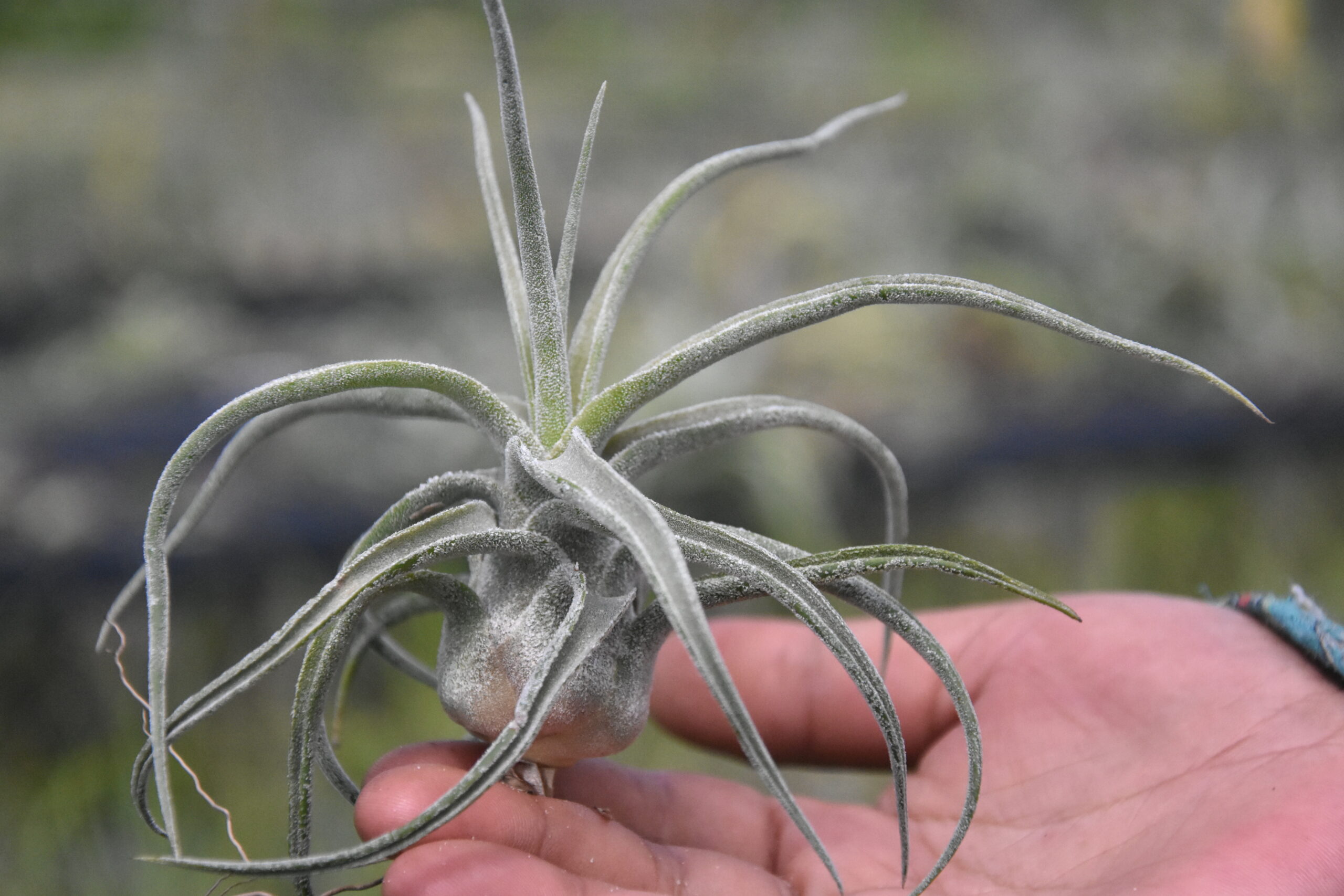 ブロメリア・エアープランツ Tillandsia Sitting Pretty x ionantha YCB Tillandsia sitting pretty – TILLANDSIATHAILAND.com