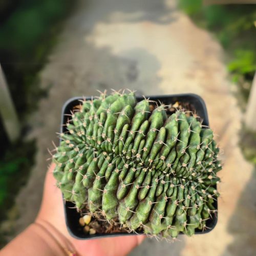 Gymnocalycium mihanovichii cristata