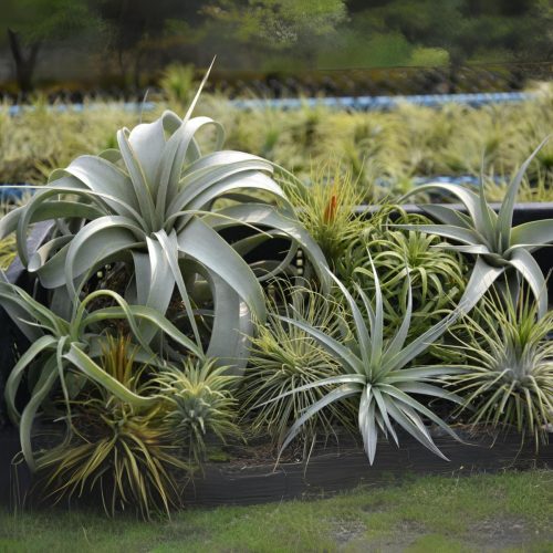 Tillandsia