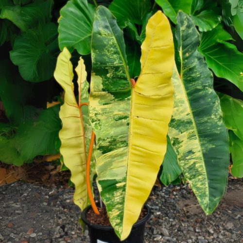 Valegated Plants