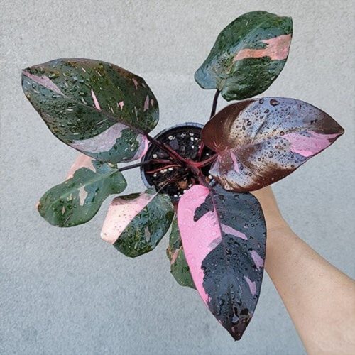 Philodendron pink princess