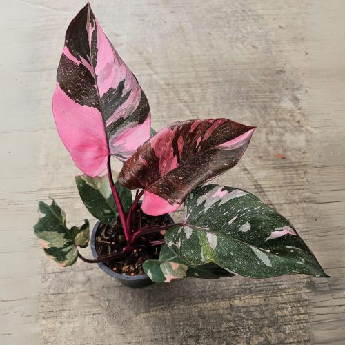 Philodendron pink princess marble king
