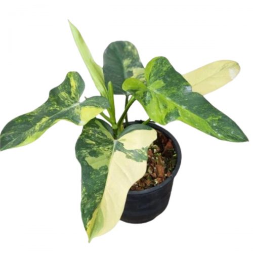 Philodendron violin variegated