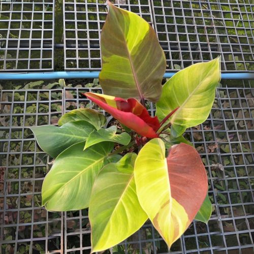 Philodendron yellow flam