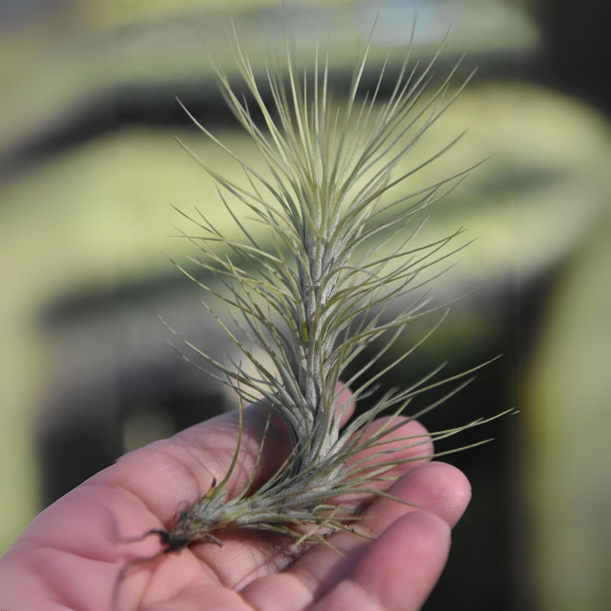 Tillandsia