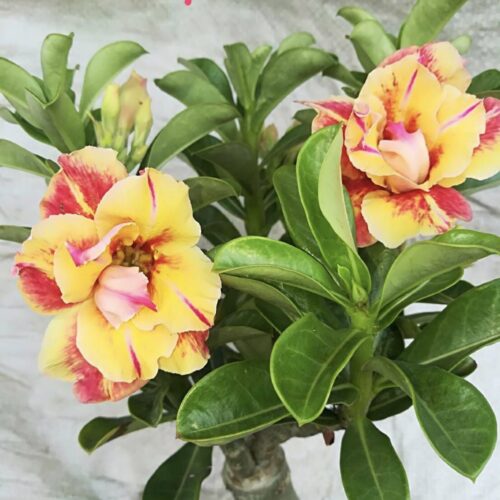 Adenium Prarotmeree