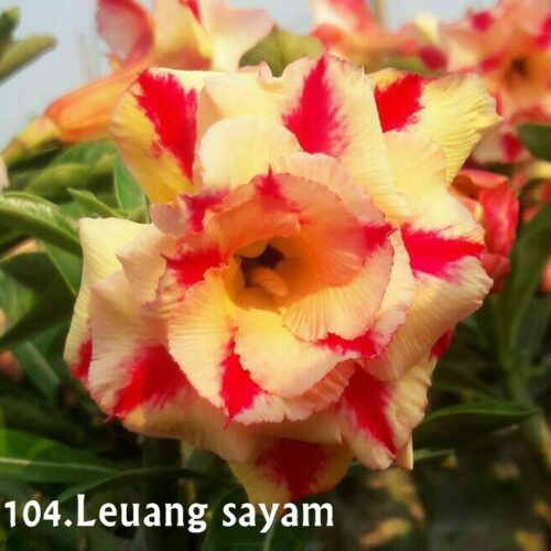 Adenium Leuang siam