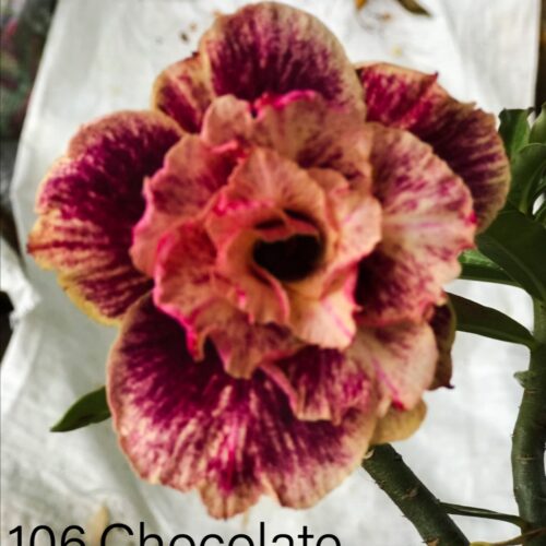 Adenium CHOCOLATE