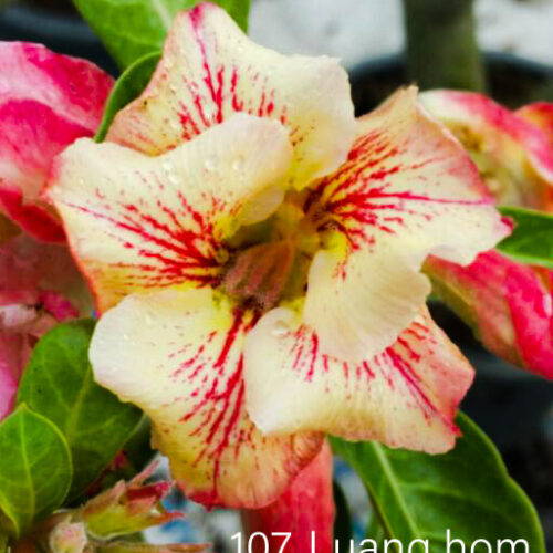 Adenium LUANG HOM