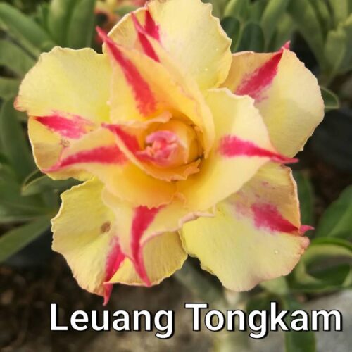 Adenium Leaung tong kum