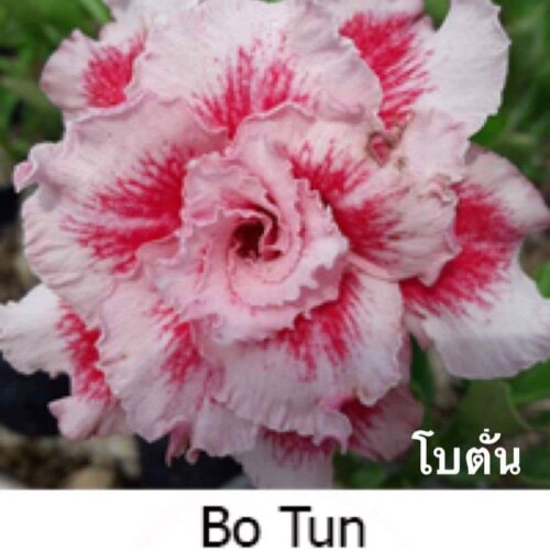 Adenium Bo tun