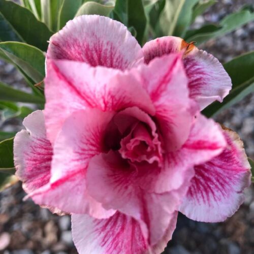 Adenium Lapprasert
