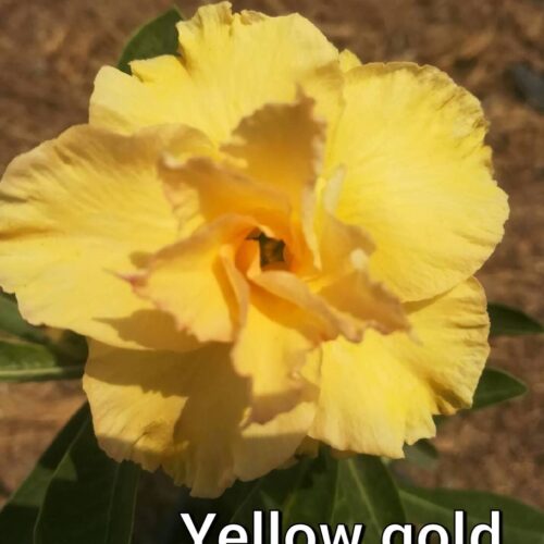 Adenium yellow gold