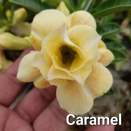 Adenium caramel