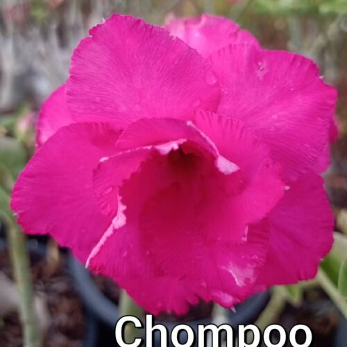 Adenium Chompoo