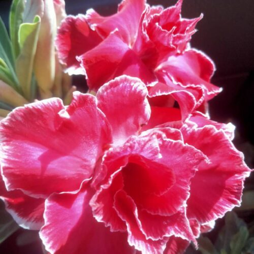Adenium Jee petch
