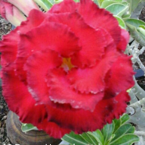 Adenium Daeng Hassadee