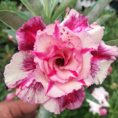 Adenium purple rain