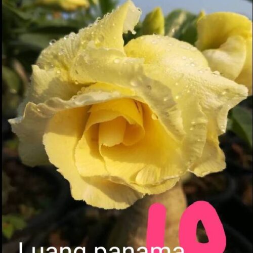 Adenium leaung panama