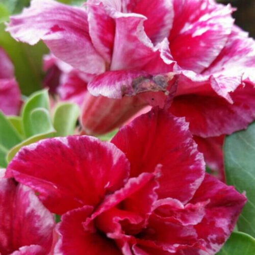 Adenium Muang Valentine
