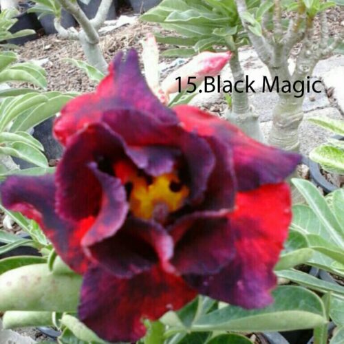 Adenium Black Magic
